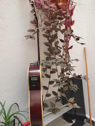 Guitare électrique Star Sun - 2