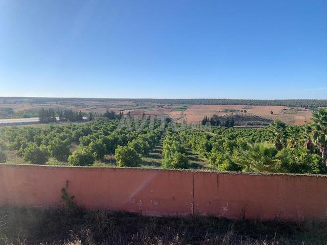 À VENDRE – FERME D’AVOCATIERS DE 3 HECTARES - 2