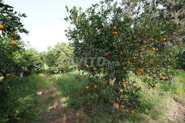 Fermes à vendre à Ait Melloul