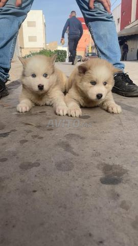 Choix sibérien husky