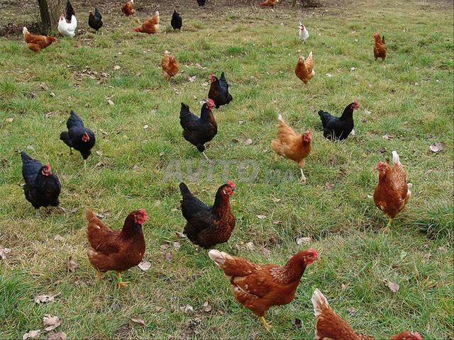 mélange poule coq