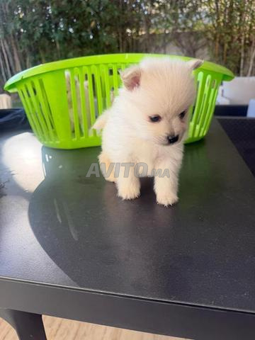 4 magnifiques chiots Spitz de race pure - 2