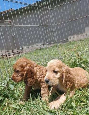 Chiot Cocker Spaniel