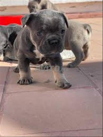 Chiot bulldog bleu - 2