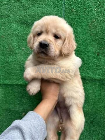Chiot Golden Retriever