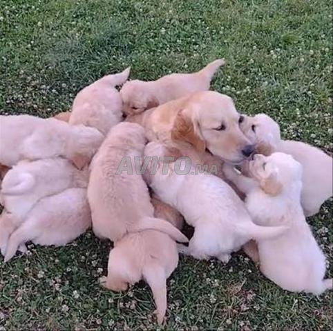 Chiot Golden Retriever