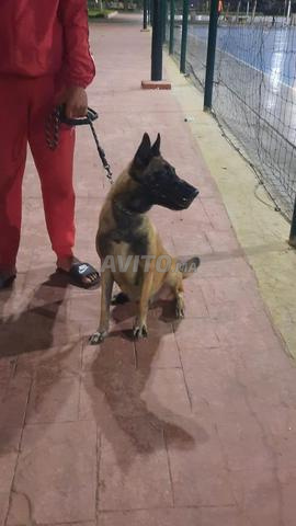 Femelle malinois bien dressée - 2