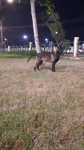 Super femelle malinois charboni - 2