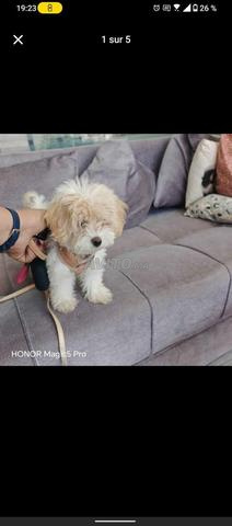 Bichon Maltais Femelle 4 mois