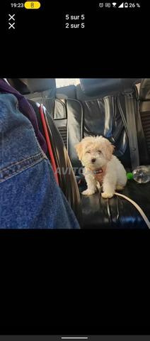 Bichon Maltais Femelle 4 mois - 2