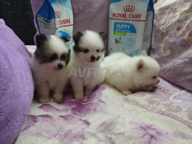 Spitz Pomeranian - 2
