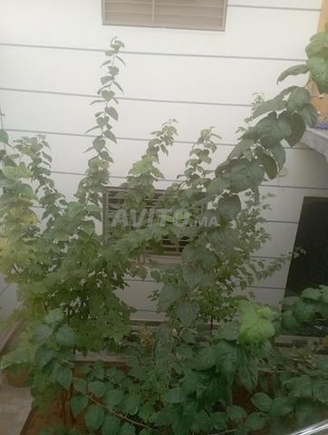 Appartement de luxe à louer dans une villa à El Menzah près d'Attakadou