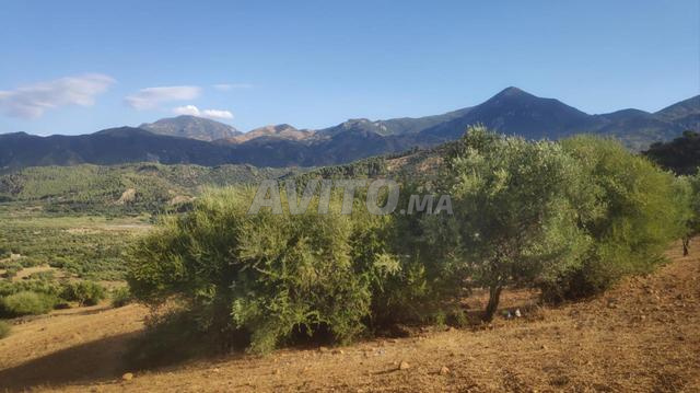 Terrain agricole titré à vendre - 2