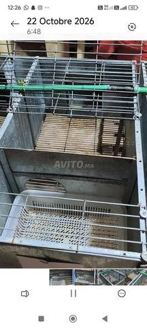 cage lapin - 2