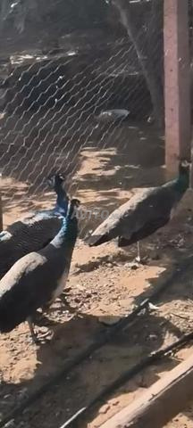 Trio paon bleu : deux femelles et un mâle