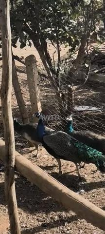 Trio paon bleu : deux femelles et un mâle - 2