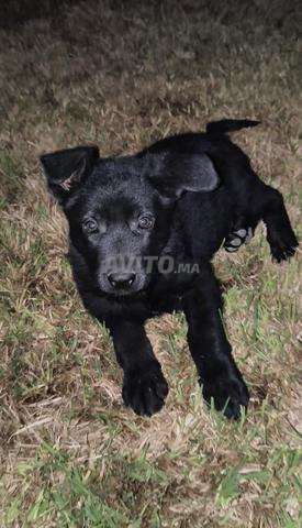 Chiens Berger Allemand et Chiens Malinois Charbonné - 2