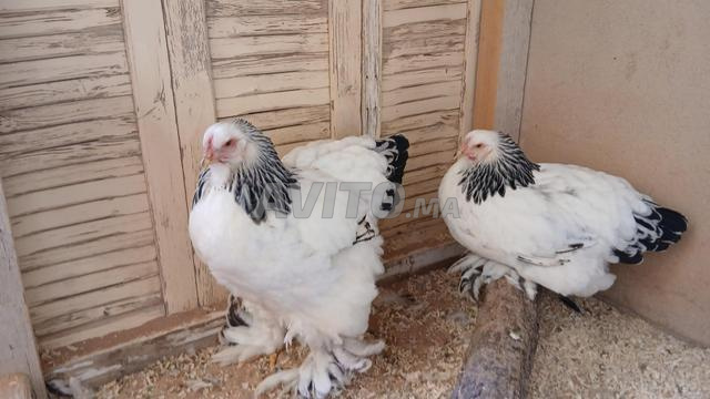 دجاج براهما أرميني عمر 7 أشهر - 2