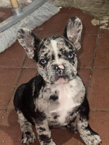 Femelle bulldog