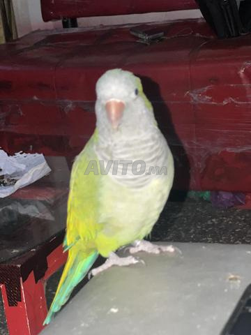 ببغاء كويكر - 2
