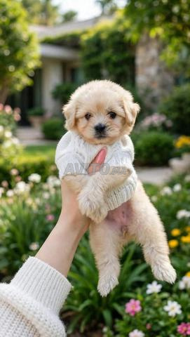 Bichon toy - 2