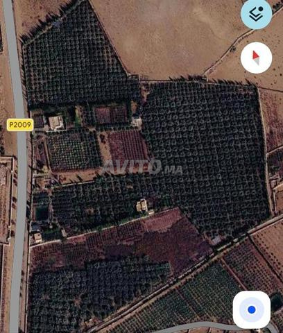 FERME TITRÉE DE 6 HECTARES – MARRAKECH / P2009