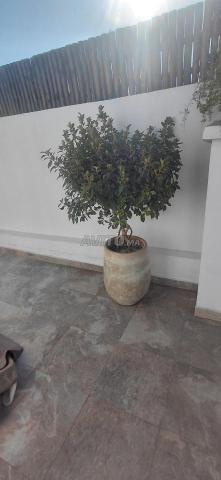 مراكش نوحي أوريكا - 2