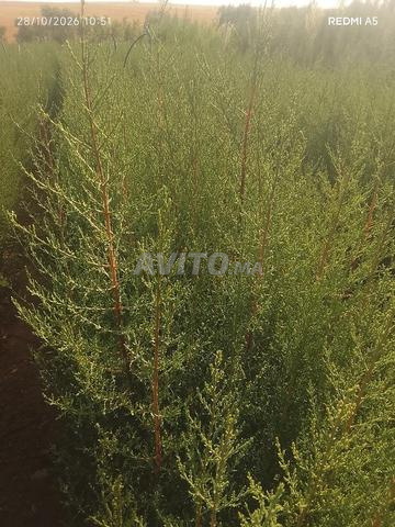 سيبرا حرش للسنة، طولها متر و 50 سم - 2