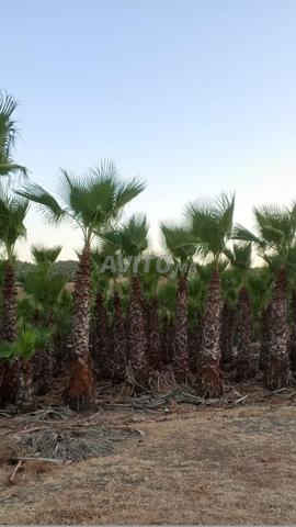 السلام عليكم نخلة 🌴 للبيع - 2