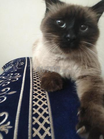 قط سيام 🐈 - 2