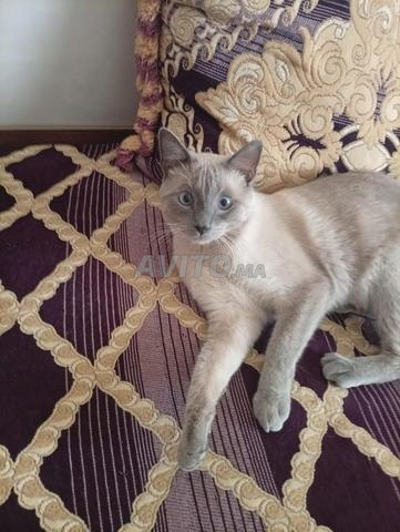 سيامي عمره 10 أشهر موجود - 2