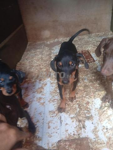 Doberman - 2