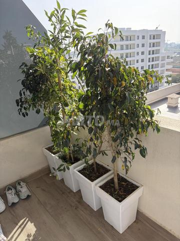 ٤ نباتات خارجية - 2