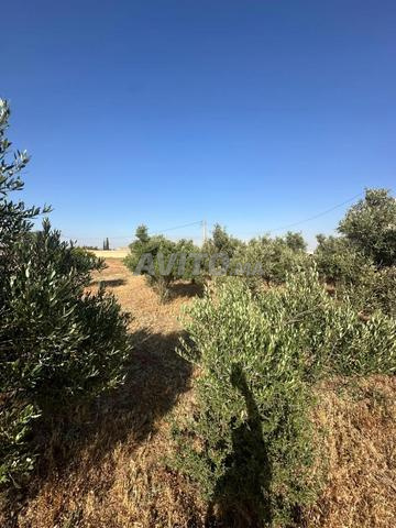 Terrain agricole avec maison