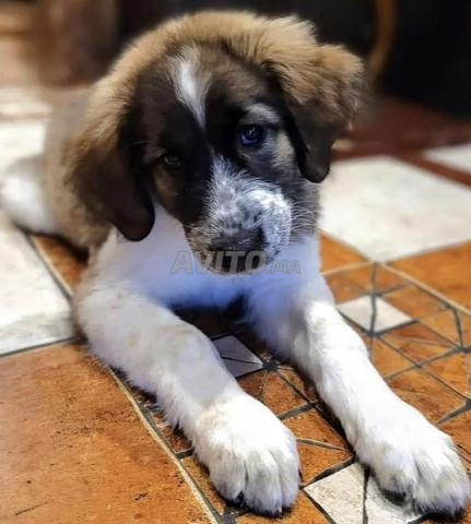 Chiot aydi - 2