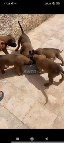 Malinois 45 jours - 2