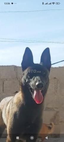 Malinois mâle - 2