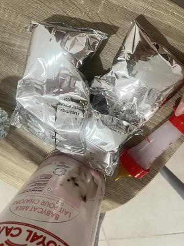 طقم كامل للقطط الصغيرة - 2