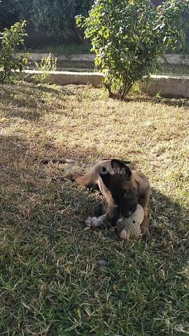 Trois chiots malinois femelles - 2