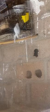 ببغاء للبيع في مدينة بن گرير - 2
