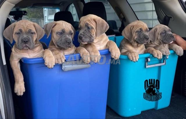 Cane corso