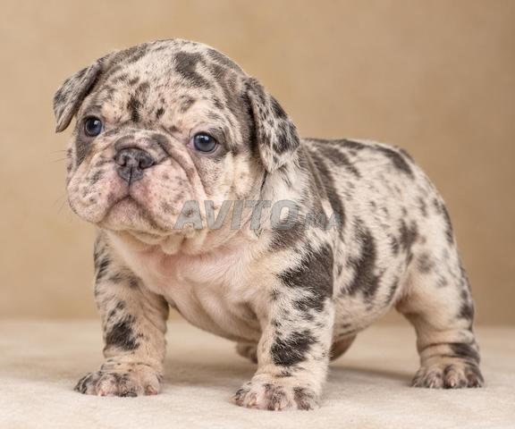 Chiot bulldog français exotique (USA)