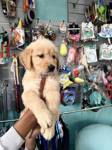 Golden Retriever - 2