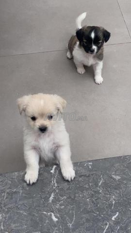 Deux chiots à vendre