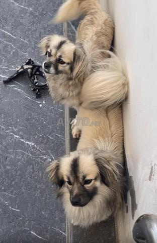 Deux chiots à vendre - 2