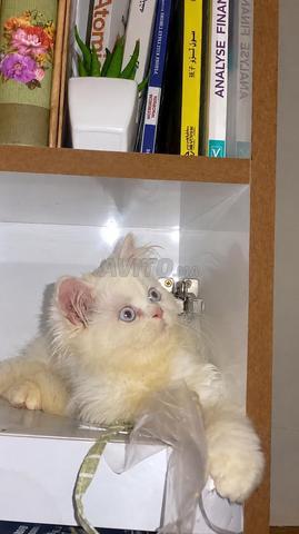 Chaton Persan blanc aux yeux bleus à vendre 🐱🤍