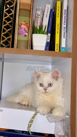 Chaton Persan blanc aux yeux bleus à vendre 🐱🤍 - 2