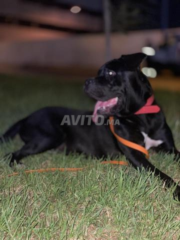 Cane Corso - 2