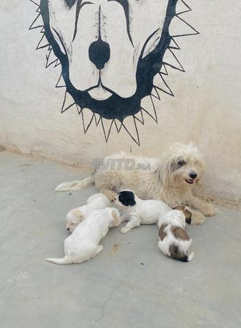 Chiots Bichon - 2