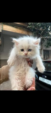 des chatons shirazi - 2